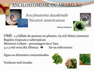 ANCILOSTOMIASE OU AMARELÃO
Ancylostoma duodenale
Necator americanus
OMS + 1,3 bilhão de pessoas no planeta, 65 mil óbitos (anemia)
Regiões tropicais e subtropicais
Monteiro Lobato - personagem Jeca Tatu
4 a 3 mil ovos/dia (fêmea)  larvas infectantes
Água ou alimentos contaminados
Verduras mal lavadas
Dentes fixadores
 