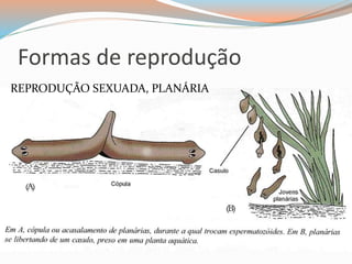 Formas de reprodução
REPRODUÇÃO SEXUADA, PLANÁRIA
 