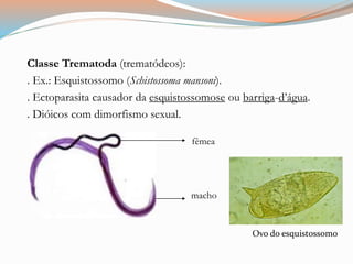 Classe Trematoda (trematódeos):
. Ex.: Esquistossomo (Schistossoma mansoni).
. Ectoparasita causador da esquistossomose ou barriga-d’água.
. Dióicos com dimorfismo sexual.
fêmea
macho
Ovo do esquistossomo
 