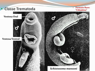 Schistosoma mansoni
Ventosa Oral
Ventosa Ventral
♀
♂
♂
♀
– Formato Raro:
“Cilíndrico”• Classe Trematoda
 