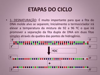 ETAPAS DO CICLO 
• 1- DESNATURAÇÃO: É muito importante para que a fita do 
DNA molde alvo se separem; Inicialmente o termociclador irá 
elevar a temperatura da mistura de 92 a 96 ºC o que irá 
promover a separação da fita dupla de DNA em duas fitas 
simples através da quebra das pontes de hidrogênio. 
5’ 3’ 
3’ 5’ 
92C 
5’ 3’ 
+ 
3’ 5’ 
 