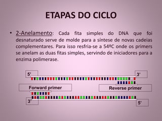 ETAPAS DO CICLO 
• 2-Anelamento: Cada fita simples do DNA que foi 
desnaturado serve de molde para a síntese de novas cadeias 
complementares. Para isso resfria-se a 54ºC onde os primers 
se anelam as duas fitas simples, servindo de iniciadores para a 
enzima polimerase. 
5’ 3’ 
Forward primer Reverse primer 
3’ 5’ 
 
