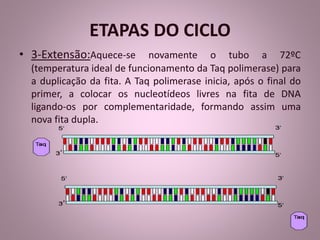 ETAPAS DO CICLO 
• 3-Extensão:Aquece-se novamente o tubo a 72ºC 
(temperatura ideal de funcionamento da Taq polimerase) para 
a duplicação da fita. A Taq polimerase inicia, após o final do 
primer, a colocar os nucleotídeos livres na fita de DNA 
ligando-os por complementaridade, formando assim uma 
nova fita dupla. 
 