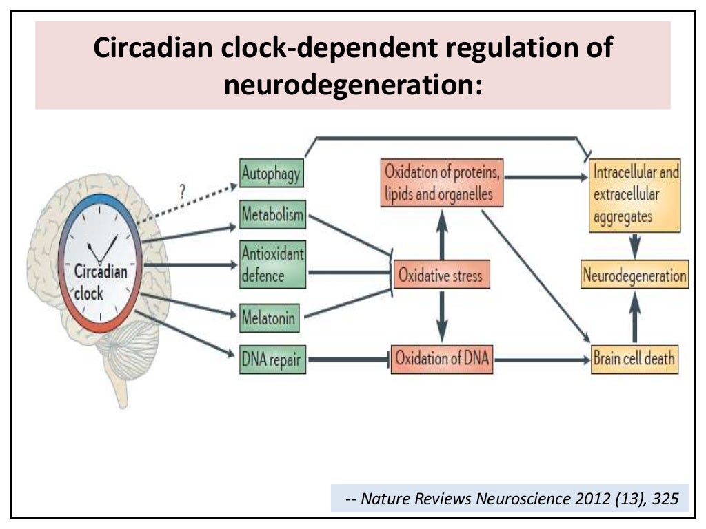 Principal circadian oscillators in mammals.