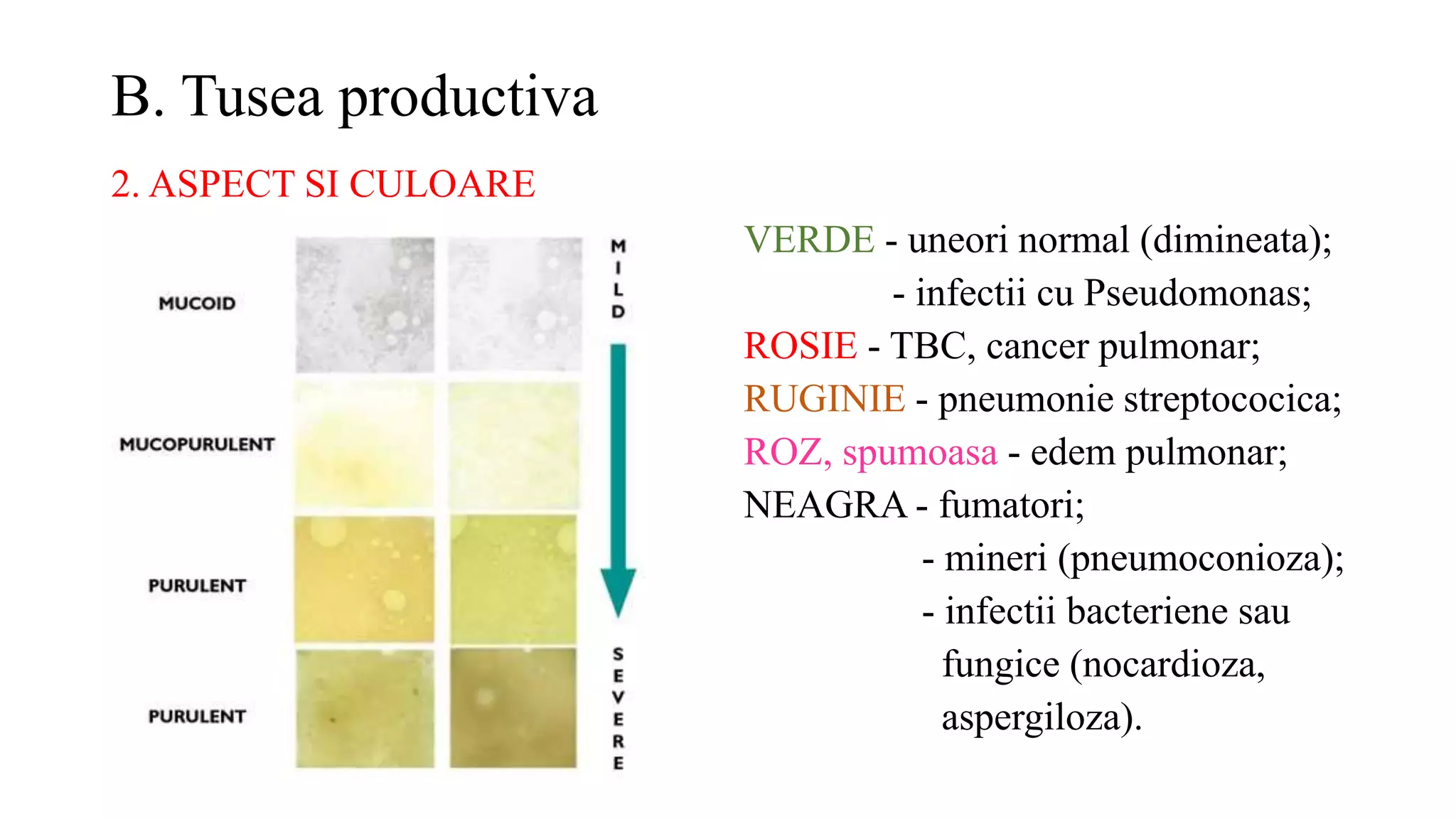B. Tusea productiva
VERDE - uneori normal (dimineata);
- infectii cu Pseudomonas;
ROSIE - TBC, cancer pulmonar;
RUGINIE - pneumonie streptococica;
ROZ, spumoasa - edem pulmonar;
NEAGRA - fumatori;
- mineri (pneumoconioza);
- infectii bacteriene sau
fungice (nocardioza,
aspergiloza).
2. ASPECT SI CULOARE
 