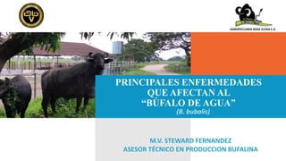 PRINCIPALES ENFERMEDADES
QUE AFECTAN AL
“BÚFALO DE AGUA”
M.V. STEWARD FERNANDEZ
ASESOR TÉCNICO EN PRODUCCION BUFALINA
(B. bubalis)
AGROPECUARIA ROSA ELENA C.A
 