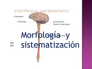 Comprende al conjunto de los centros y vías nerviosas reunidos en el encéfalo y en la médula espinal. Morfología  y sistematización 