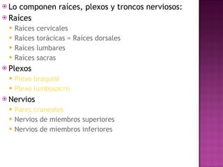 Lo componen raíces, plexos y troncos nerviosos: Raíces  Raíces cervicales  Raíces torácicas = Raíces dorsales  Raíces lumbares  Raíces sacras  Plexos  Plexo braquial   Plexo lumbosacro   Nervios  Pares craneales   Nervios de miembros superiores  Nervios de miembros inferiores  