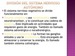 El sistema nervioso vegetativo se divide funcionalmente en: Sistema simpático : usa  noradrenalina  como neurotransmisor, y lo constituye una cadena de  ganglios . Está implicado en actividades que requieren gasto de energía. También es llamado sistema adrenérgico o noradrenérgico.  Sistema parasimpático : Lo forman los ganglios aislados y usa la  acetilcolina . Está encargado de almacenar y conservar la energía. Es llamado también sistema colinérgico.  