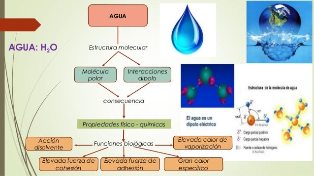 Principales biomoméculas y orgánicas