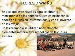 FLOREO O WAYÑU
Se dice que este ritual es para celebrar el
matrimonio de los animales. Esto coincide con la
época de lluvias en los camélidos, y con el invierno
en las ovejas.
En la ceremonia se utilizan normalmente
elementos materiales y simbólicos de la cultura
aymara
 