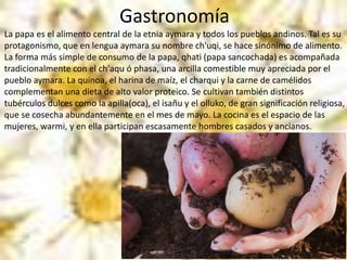 Gastronomía
La papa es el alimento central de la etnia aymara y todos los pueblos andinos. Tal es su
protagonismo, que en lengua aymara su nombre ch'uqi, se hace sinónimo de alimento.
La forma más simple de consumo de la papa, qhati (papa sancochada) es acompañada
tradicionalmente con el ch'aqu ó phasa, una arcilla comestible muy apreciada por el
pueblo aymara. La quínoa, el harina de maíz, el charqui y la carne de camélidos
complementan una dieta de alto valor proteico. Se cultivan también distintos
tubérculos dulces como la apilla(oca), el isañu y el olluko, de gran significación religiosa,
que se cosecha abundantemente en el mes de mayo. La cocina es el espacio de las
mujeres, warmi, y en ella participan escasamente hombres casados y ancianos.
 