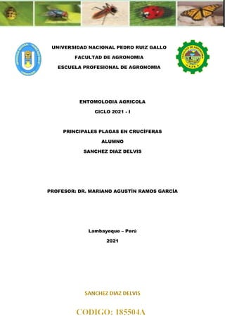 UNIVERSIDAD NACIONAL PEDRO RUIZ GALLO
FACULTAD DE AGRONOMIA
ESCUELA PROFESIONAL DE AGRONOMIA
ENTOMOLOGIA AGRICOLA
CICLO 2021 - I
PRINCIPALES PLAGAS EN CRUCÍFERAS
ALUMNO
SANCHEZ DIAZ DELVIS
PROFESOR: DR. MARIANO AGUSTÍN RAMOS GARCÍA
Lambayeque – Perú
2021
 