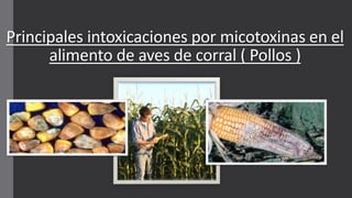 Principales intoxicaciones por micotoxinas en el
alimento de aves de corral ( Pollos )
Luisa fernanda torres
 