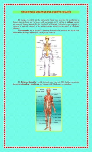 PRINCIPALES ORGANOS DEL CUERPO HUMANO


       El cuerpo humano es la estructura física que permite la existencia y
desenvolvimiento de ser humano, está compuesto por 4 partes: la cabeza (donde
se posa el órgano pensante del cerebro), el tronco (estructura que soporta y
conecta a todo el cuerpo), y las extremidades superiores (brazos) e inferiores
(piernas).
       El esqueleto, es el armazón óseo de la anatomía humana, es aquel que
soporta el cuerpo protegiendo a los órganos internos.




      El Sistema Muscular está formado por más de 600 tejidos nerviosos
llamados músculos y tendones, los cuales están fijados en el esqueleto.
 