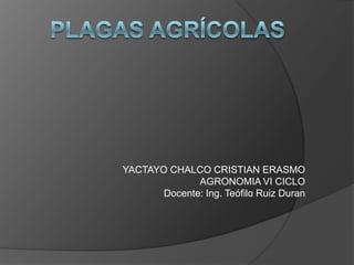 YACTAYO CHALCO CRISTIAN ERASMO
              AGRONOMIA VI CICLO
       Docente: Ing. Teófilo Ruiz Duran
 