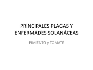 PRINCIPALES PLAGAS Y
ENFERMADES SOLANÁCEAS
PIMIENTO y TOMATE
 