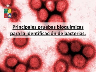 Principales pruebas bioquímicas
para la identificación de bacterias.
 