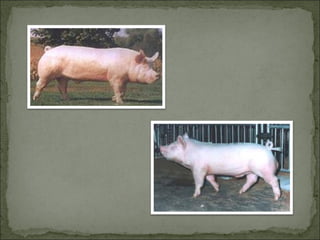 Principales razas porcinas