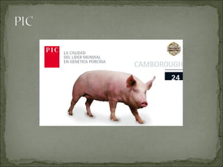 Principales razas porcinas