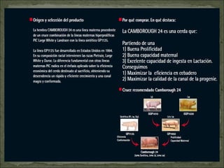 Principales razas porcinas