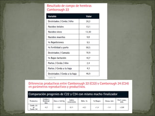 Principales razas porcinas