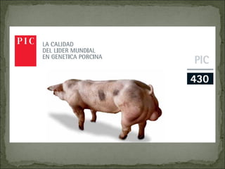 Principales razas porcinas