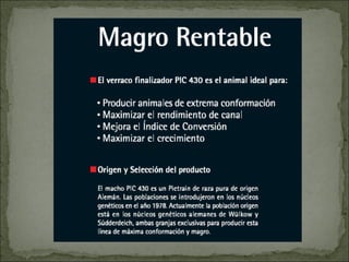 Principales razas porcinas