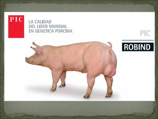 Principales razas porcinas