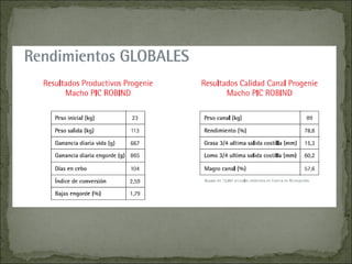 Principales razas porcinas