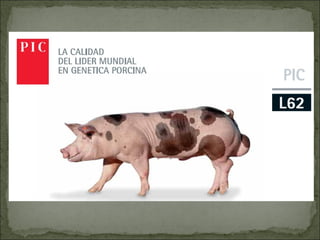 Principales razas porcinas