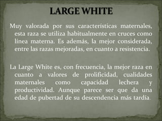 Muy valorada por sus características maternales,
 esta raza se utiliza habitualmente en cruces como
 línea materna. Es además, la mejor considerada,
 entre las razas mejoradas, en cuanto a resistencia.

La Large White es, con frecuencia, la mejor raza en
 cuanto a valores de prolificidad, cualidades
 maternales    como      capacidad     lechera    y
 productividad. Aunque parece ser que da una
 edad de pubertad de su descendencia más tardía.
  
 