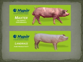 Principales razas porcinas