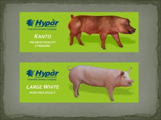 Principales razas porcinas