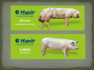 Principales razas porcinas