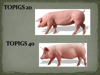 Principales razas porcinas