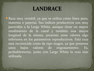 Raza muy versátil, ya que se utiliza como línea pura,
 materna o paterna. Sus índices productivos son muy
 parecidos a la Large White, aunque tiene un mayor
 rendimiento de la canal y también una mayor
 longitud de la misma, presenta unos valores algo
 inferiores en los parámetros reproductivos. Está raza
 está reconocida como de tipo magro, ya que presenta
 unos bajos valores de engrasamiento. Es,
 probablemente, junto con Large White la raza más
 utilizada.
 