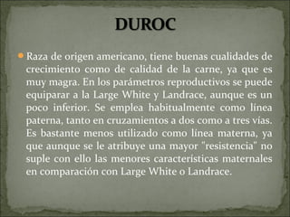 Raza de origen americano, tiene buenas cualidades de
 crecimiento como de calidad de la carne, ya que es
 muy magra. En los parámetros reproductivos se puede
 equiparar a la Large White y Landrace, aunque es un
 poco inferior. Se emplea habitualmente como línea
 paterna, tanto en cruzamientos a dos como a tres vías.
 Es bastante menos utilizado como línea materna, ya
 que aunque se le atribuye una mayor "resistencia" no
 suple con ello las menores características maternales
 en comparación con Large White o Landrace.
 