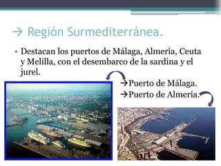 Región Surmediterránea.
• Destacan los puertos de Málaga, Almería, Ceuta
  y Melilla, con el desembarco de la sardina y el
  jurel.
•                           Puerto de Málaga.
•                           Puerto de Almería.
 
