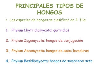 PRINCIPALES TIPOS DE HONGOSLas especies de hongos se clasifican en 4  fila: PhylumChytridiomycota: quitridiosPhylumZygomycota: hongos de conjugaciónPhylumAscomycota: hongos de saco: levadurasPhylumBasidiomycota: hongos de sombrero: seta