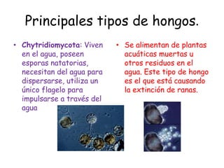 Principales tipos de hongos.Chytridiomycota: Viven en el agua, poseen esporas natatorias, necesitan del agua para dispersarse, utiliza un único flagelo para impulsarse a través del aguaSe alimentan de plantas acuáticas muertas u otros residuos en el agua. Este tipo de hongo es el que está causando la extinción de ranas.