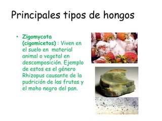 Principales tipos de hongosZigomycota(cigomicetos) : Viven en el suelo en  material animal o vegetal en descomposición. Ejemplo de estos es el género Rhizopus causante de la pudrición de las frutas y el moho negro del pan.