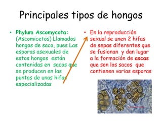 Principales tipos de hongosPhylumAscomycota: (Ascomicetos) Llamados hongos de saco, pues Las esporas asexuales de estos hongos  están contenidas en  sacos que  se producen en las puntas de unas hifas especializadasEn la reproducción sexual se unen 2 hifas de sepas diferentes que se fusionan  y dan lugar a la formación de ascas que son los sacos  que contienen varias esporas