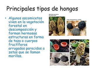 Principales tipos de hongosAlgunos ascomicetos viven en la vegetación forestal en descomposición y forman hermosas estructuras en forma de taza o cuerpos fructíferos arrugados parecidos a zetas que se llaman morillas. 