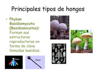 Principales tipos de hongosPhylumBasidiomycota (Basidiomicetos): Forman sus estructuras reproductoras en forma de clava llamadas basidios. ClavaClava