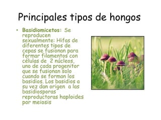 Principales tipos de hongosBasidiomicetos: Se reproducen sexualmente: Hifas de diferentes tipos de cepas se fusionan para formar filamentos con células de  2 núcleos, uno de cada progenitor que se fusionan solo cuando se forman los basidios. Los basidios a su vez dan origen  a las basidiosporas reproductoras haploides por meiosis
