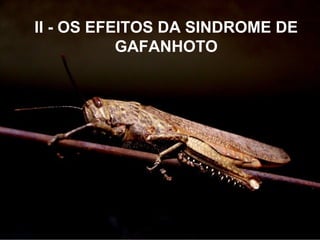 II - OS EFEITOS DA SINDROME DE
GAFANHOTO
 