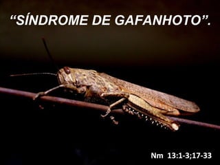 “SÍNDROME DE GAFANHOTO”.
Nm 13:1-3;17-33Nm 13:1-3;17-33
 