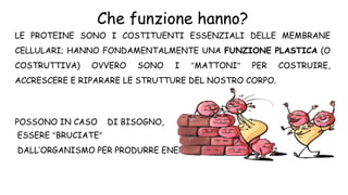 LE PROTEINE SONO I COSTITUENTI ESSENZIALI DELLE MEMBRANE
CELLULARI; HANNO FONDAMENTALMENTE UNA FUNZIONE PLASTICA (O
COSTRUTTIVA) OVVERO SONO I MATTONI PER COSTRUIRE,
ACCRESCERE E RIPARARE LE STRUTTURE DEL NOSTRO CORPO.
POSSONO IN CASO DI BISOGNO,
ESSERE BRUCIATE
DALL’ORGANISMO PER PRODURRE ENERGIA.
Che funzione hanno?
 