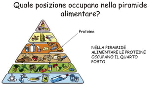 NELLA PIRAMIDE
ALIMENTARE LE PROTEINE
OCCUPANO IL QUARTO
POSTO.
Proteine
 